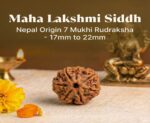 7 Mukhi Rudraksha - Image 5