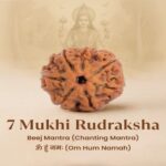 7 Mukhi Rudraksha