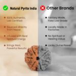 7 Mukhi Rudraksha - Image 3